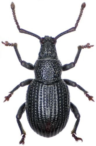 Réf. 339 158 : Gymnomorphus nigrans
